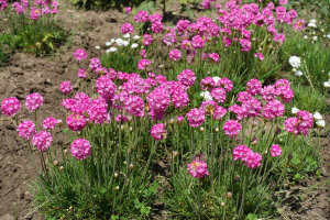 Armeria Pink Petite